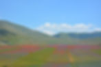 Castelluccio di Norcia in mid June
