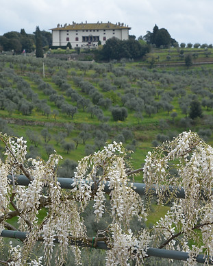 carmignano DSC_0072.JPG