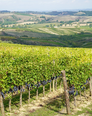 montepulciano REB00755.JPG