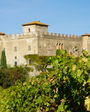 paneretta REB01908.JPG