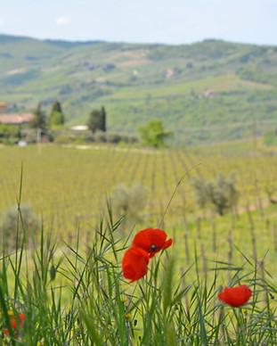 wineries - castello di amam DSC_0029.JPG